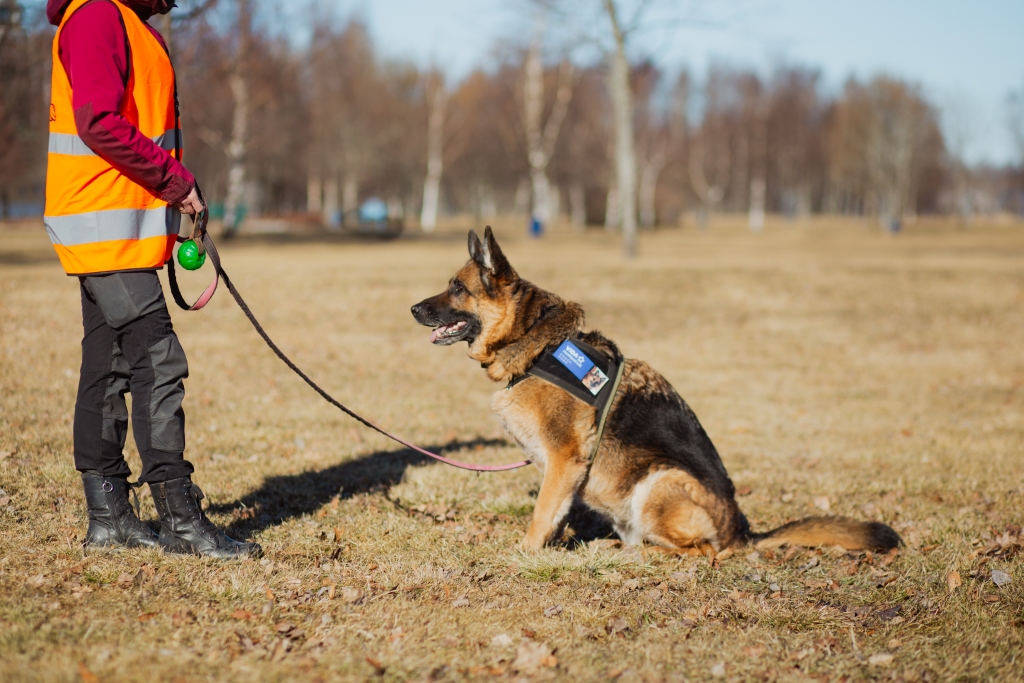 A German Shepherd is sitting outside on the grass next to a person wearing an orange vest.